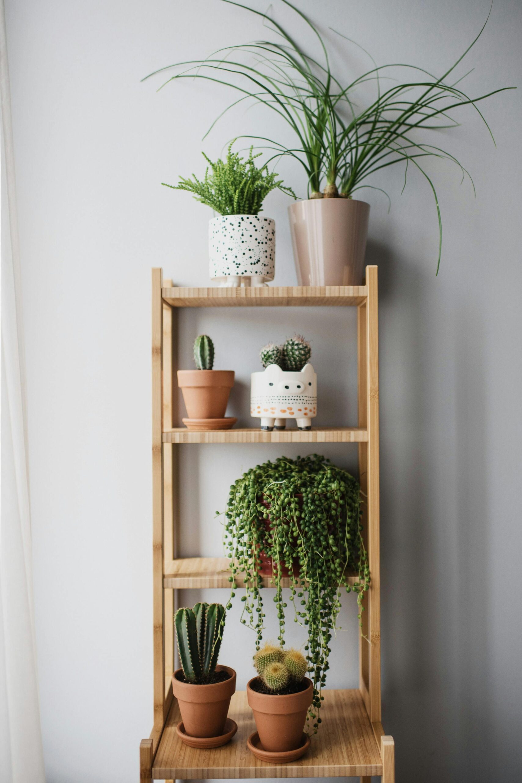 Green Plants on Brown Wooden Shelf