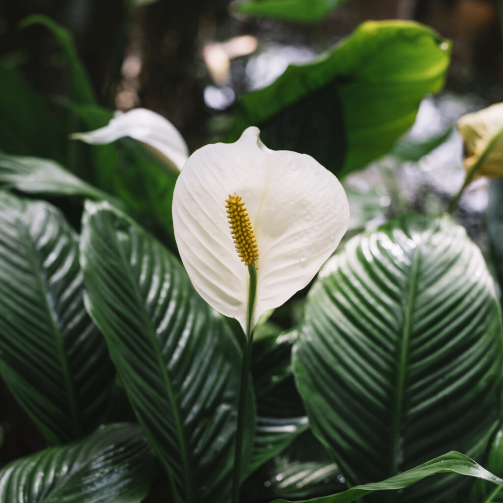 Peace Lily (Spathiphyllum)