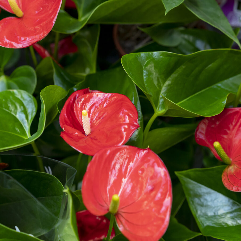 Flamingo Flower (Anthurium)